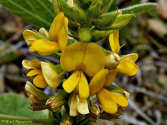 {Rhynchosia tomentosa}